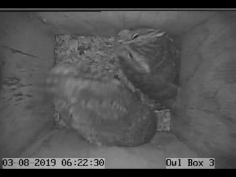 Live webcam view of Owl Box 7 Interior Cam