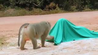 Download lagu Video Lucu Monyet Kaget mp3