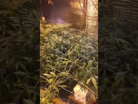 Scrog 101 (screen of green)