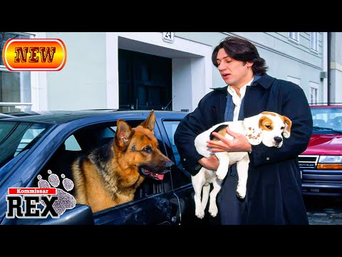 Rex - Season 2 EP 7 - Gefährliche Jagd