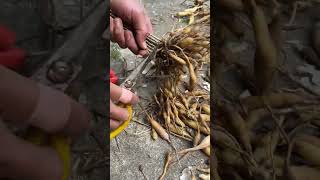 Download lagu #farming #enjoyrurallife #naturerurallife #rurallife #vegetables #garden #rogator #short mp3