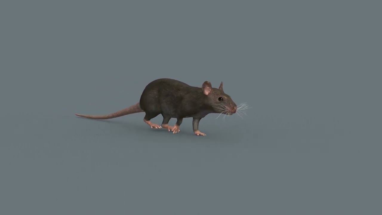 Top Rat - 8k - 3d animated mouse 3D Model