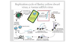 Introduction To Plant Virology