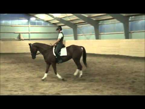 Brentano II-Wolkentanz Wallach * 2005