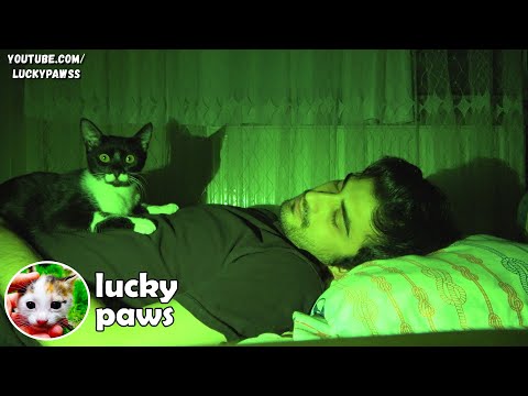 What Do Cats Do At Night? Lucky Paws