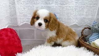 キャバリアの動画01