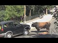 Bull Destroys 4x4 ViralHog