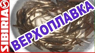 Как поймать верхоплавку для живца зимой