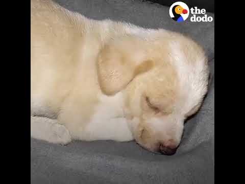 #ragini ..... #teeny #puppy #found #with #garbage #falls #asleep #in #his rescuers lap #puppyvideo