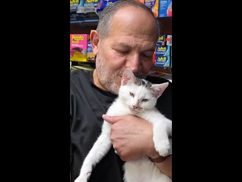 Stolen NYC bodega cat returned to its owner