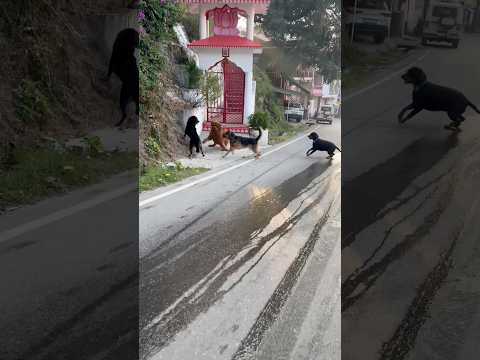 Tibetan mastiff Rottweiler German shepherd vs Street Dog 😨😨 #shorts #viral #dogs #trending
