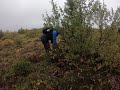 Pulling Conifer Trees