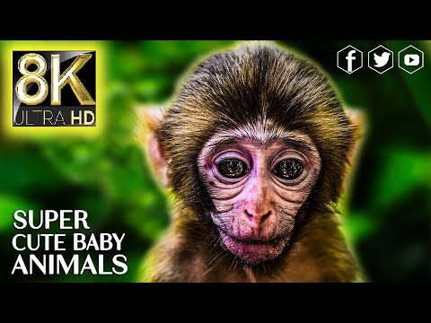 Super Cute Baby Animals in 8K TV 60fps ULTRA HD 🐵 8K BEAUTIFUL NATURE with RELAXING MUSIC FOR 8K TV