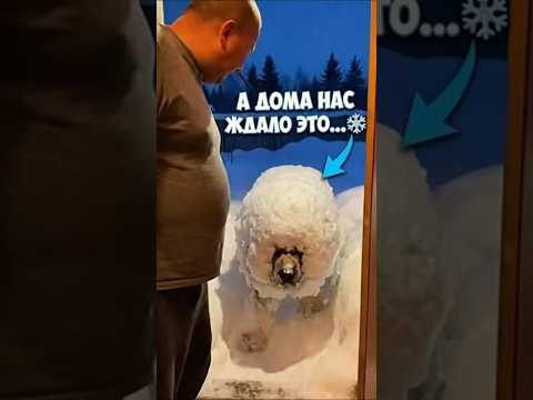 Камчатский пёс пришёл с прогулки #собака #снегопад #камчатка #shorts
