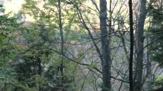 Auction Clearfield PA 400 Acres Auction