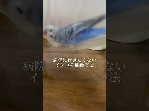 インコを飼いならす方法は？信頼を得る 4 つのヒントとコツ  庭園