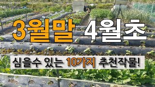 3월말 4월 초에 심을 수 있는 10가지 추천 작물! #주말농장 도시 텃밭 가꾸기.