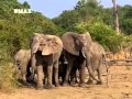 Crocodile Hunter Gefährliches Afrika 1 4