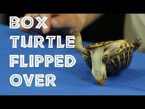 1st YouTube video about how long can a turtle survive on its back