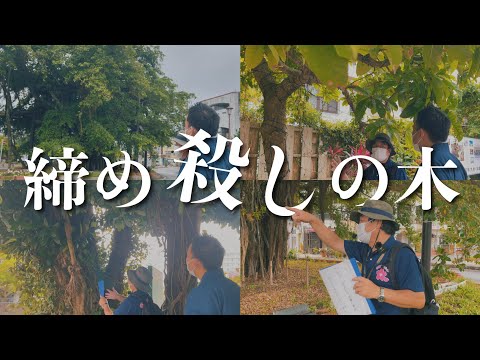 武道学科 【沖縄旅行】北部やんばる、名護のまちツアー！ガジュマルの別名が恐怖。【#2】