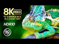 AMAZING SCENE OF WILD ANIMALS FILM 8K VIDEO ULTRA HD - 4K TV ..