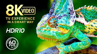 Amazing Scene of Wild Animals Film 8K VIDEO ULTRA HD - 4K TV Dolby Vision