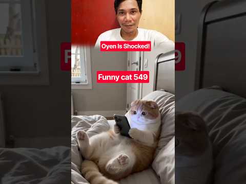 funny cat 🐱 549 #marsytchannel #youtubeshorts #shorts #trending #funny #cat #cats #cutecat