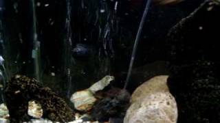 preview picture of video '55 Gallon cichlid tank'