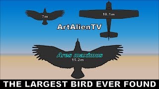 Life on Mars: Largest Bird Found in Our Solar System: Curiosity Rover. ArtAlienTV - 1080p