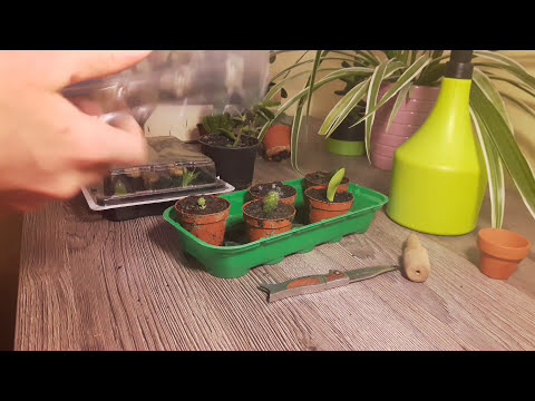 Pflanzen vermehren leicht gemacht