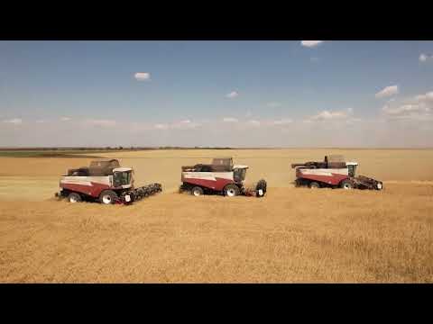 Уборка 2022 в р. Крым, Сакский район, поля КФХ Швыдкий