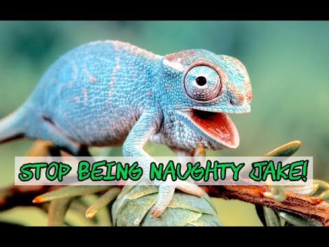 Chameleon Pi Secrets Of The Kindness