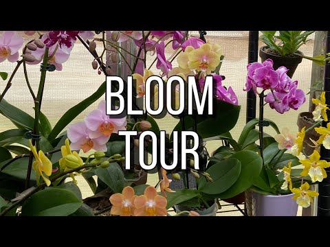 Phalaenopsis Friday. Phalaenopsis Bloom Tour.