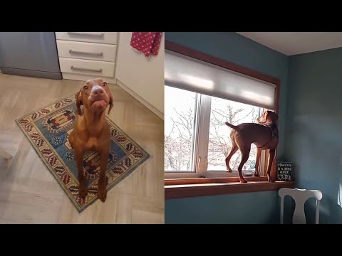 Vizsla best video of the week || vizsla dog Videos 2022 #1 #vizsla   #vizslas  #videos