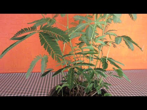 , title : 'Como Cuidar una Planta MIMOSA || PLANTA DORMILONA #80'