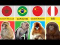 Monkey Breeds From Different Countries