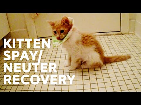 Caring for Cat after Spay: Foster Kitten Spay and Neuter Surgery Recovery