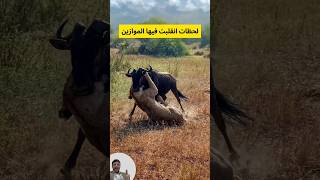 فالحظات الاخيرة كيف انقلبت كل التوقعات #shorts