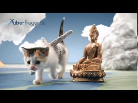 Überflieger.de Werbung mit Katzen