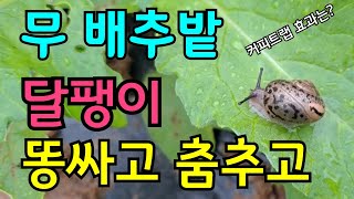 텃밭채소 커피와맥주로 달팽이를 잡는다, 배추 열무 무우천적 달팽이 트랩설치 효과?