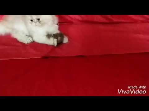 Persian kitten for sale(EXTREME PUNCH)