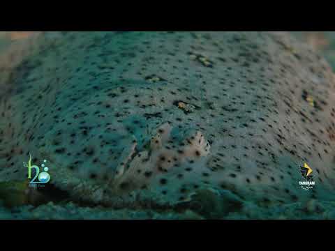 A 40 second film summary of Sole fish.(Ropme Sea Area).