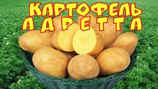 Особенности посадки и выращивания Картофеля Сюрприз