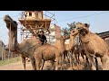 Mini Zoo Main Bht Sary Camels Agaiy Aj Camel Ride Bhi Ki ️