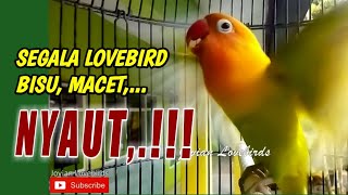 Download lagu SEGALA JENIS LOVEBIRD BISU, Malas Bunyi Jadi Terpancing EMOSI NYAUT, Pancingan Lovebird Fighter JOSS mp3 Download lagu SEGALA JENIS LOVEBIRD BISU, Malas Bunyi Jadi Terpancing EMOSI NYAUT, Pancingan Lovebird Fighter JOSS mp3