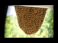 king beehive time lapse 