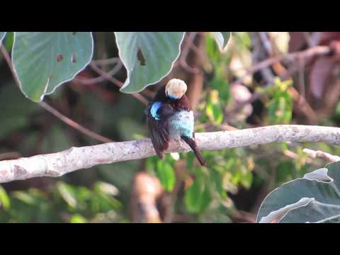 Golden-hooded Tanager 2