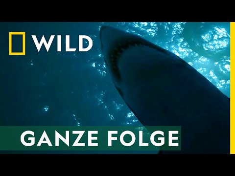 Bedrohung im Paradies - Ganze Folge | Hai auf Angriff