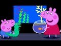 Peppa Wutz Peppa Besucht Das Aquarium Peppa Pig Deutsch Neue Folgen Cartoons Für Kinder