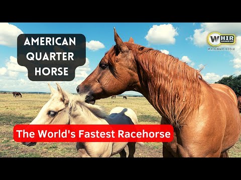 , title : 'American Quarter Horse _ The World's Fastest Racehorse (Whir Latandrank)'